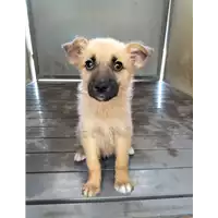 Foto dell\'animale Comune di Corigliano-Rossano - 380260044676970