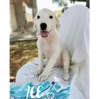 Foto dell\'animale Comune di Corigliano-Rossano - 380260044720291