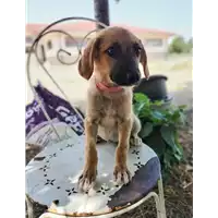 Foto dell\'animale Comune di Corigliano-Rossano - 380260044719419