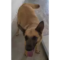 Foto dell\'animale Comune di Corigliano-Rossano - 380260042588382