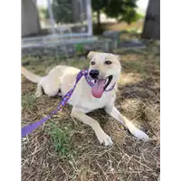 Foto dell\'animale Comune di Corigliano-Rossano - 380260044718253