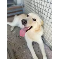 Foto dell\'animale Comune di Corigliano-Rossano - 380260044718429