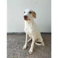Foto dell\'animale Comune di Corigliano-Rossano - 380260044718460