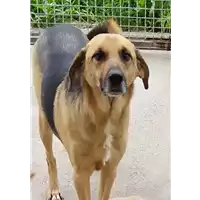 Foto dell\'animale Comune di Corigliano-Rossano - 380260042588808