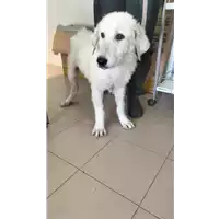 Foto dell\'animale Comune di Corigliano-Rossano - 380260044718525