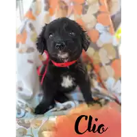Foto dell\'animale Comune di Corigliano-Rossano - 380260044707114
