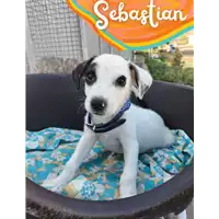 Foto dell\'animale Comune di Corigliano-Rossano - 380260044707037