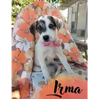 Foto dell\'animale Comune di Corigliano-Rossano - 380260044706293
