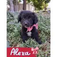 Foto dell\'animale Comune di Corigliano-Rossano - 380260044266409