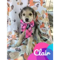 Foto dell\'animale Comune di Corigliano-Rossano - 380260044707138