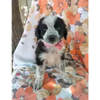Foto dell\'animale Comune di Corigliano-Rossano - 380260044706391