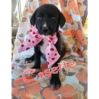 Foto dell\'animale Comune di Corigliano-Rossano - 380260044706352