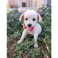 Foto dell\'animale Comune di Corigliano-Rossano - 380260044716760