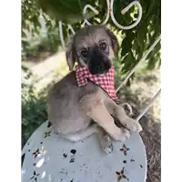 Foto dell\'animale Comune di Corigliano-Rossano - 380260044706597