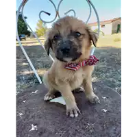 Foto dell\'animale Comune di Corigliano-Rossano - 380260044266130