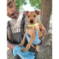 Foto dell\'animale Comune di Corigliano-Rossano - 380260044265993