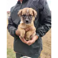 Foto dell\'animale Comune di Corigliano-Rossano - 380260044266320