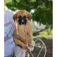 Foto dell\'animale Comune di Corigliano-Rossano - 380260044265653