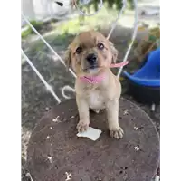 Foto dell\'animale Comune di Corigliano-Rossano - 380260044265925