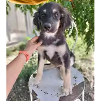 Foto dell\'animale Comune di Corigliano-Rossano - 380260044707082