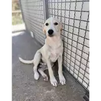 Foto dell\'animale Comune di Corigliano-Rossano - 380260044718414