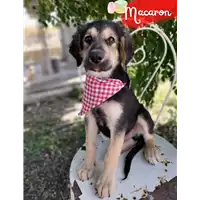 Comune di Corigliano-Rossano - 380260044706786