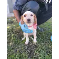 Foto dell\'animale Comune di Corigliano-Rossano - 380260044265629