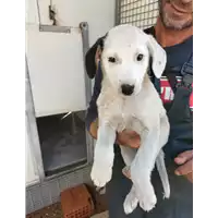 Foto dell\'animale Comune di Corigliano-Rossano - 380260044706578