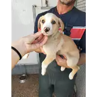 Foto dell\'animale Comune di Corigliano-Rossano - 380260044706907