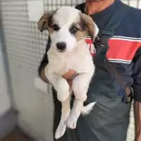 Foto dell\'animale Comune di Corigliano-Rossano - 380260044706583