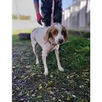 Foto dell\'animale Comune di Corigliano-Rossano - 380260044676475
