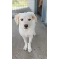 Foto dell\'animale Comune di Corigliano-Rossano - 380260044265747