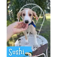 Foto dell\'animale Comune di Corigliano-Rossano - 380260044706919