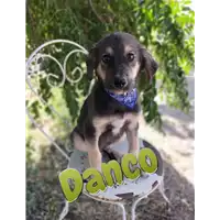 Foto dell\'animale Comune di Corigliano-Rossano - 380260044706387