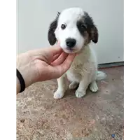 Foto dell\'animale Comune di Corigliano-Rossano - 380260044706695