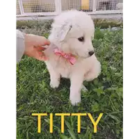 Foto dell\'animale Comune di Corigliano-Rossano - 380260044706624