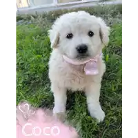Foto dell\'animale Comune di Corigliano-Rossano - 380260044706984