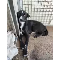 Foto dell\'animale Comune di Corigliano-Rossano - 380260044265839
