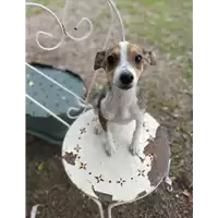 Foto dell\'animale Comune di Corigliano-Rossano - 380260044702254