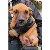 Foto dell\'animale Comune di Corigliano-Rossano - 380260044266326