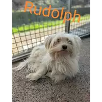 Foto dell\'animale Comune di Corigliano-Rossano - 380260044677018