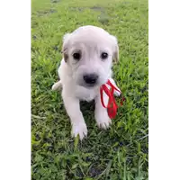 Foto dell\'animale Comune di Corigliano-Rossano - 380260044717109