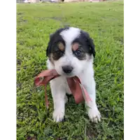 Foto dell\'animale Comune di Corigliano-Rossano - 380260044719627