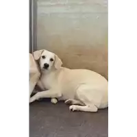 Foto dell\'animale Comune di Corigliano-Rossano - 380260044721113