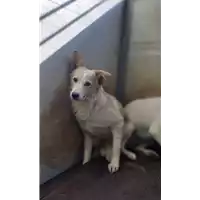 Foto dell\'animale Comune di Corigliano-Rossano - 380260044719070