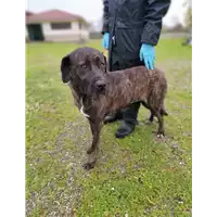 Foto dell\'animale Comune di Corigliano-Rossano - 380260044676825