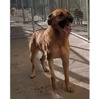 Foto dell\'animale Comune di Corigliano-Rossano - 380260042596911