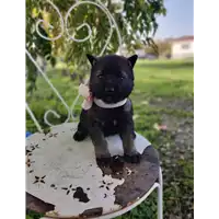 Foto dell\'animale Comune di Corigliano-Rossano - 380260044719546