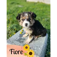 Foto dell\'animale Comune di Corigliano-Rossano - 380260044719437