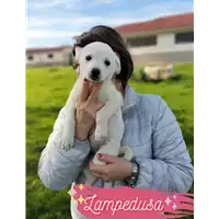 Foto dell\'animale Comune di Corigliano-Rossano - 380260044719350